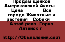 Продам щенков Американской Акиты › Цена ­ 25 000 - Все города Животные и растения » Собаки   . Алтай респ.,Горно-Алтайск г.